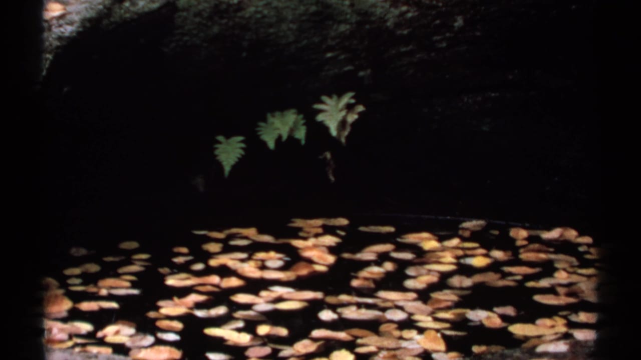 Dark pool with floating autumn leaves and ferns along a rock wall.