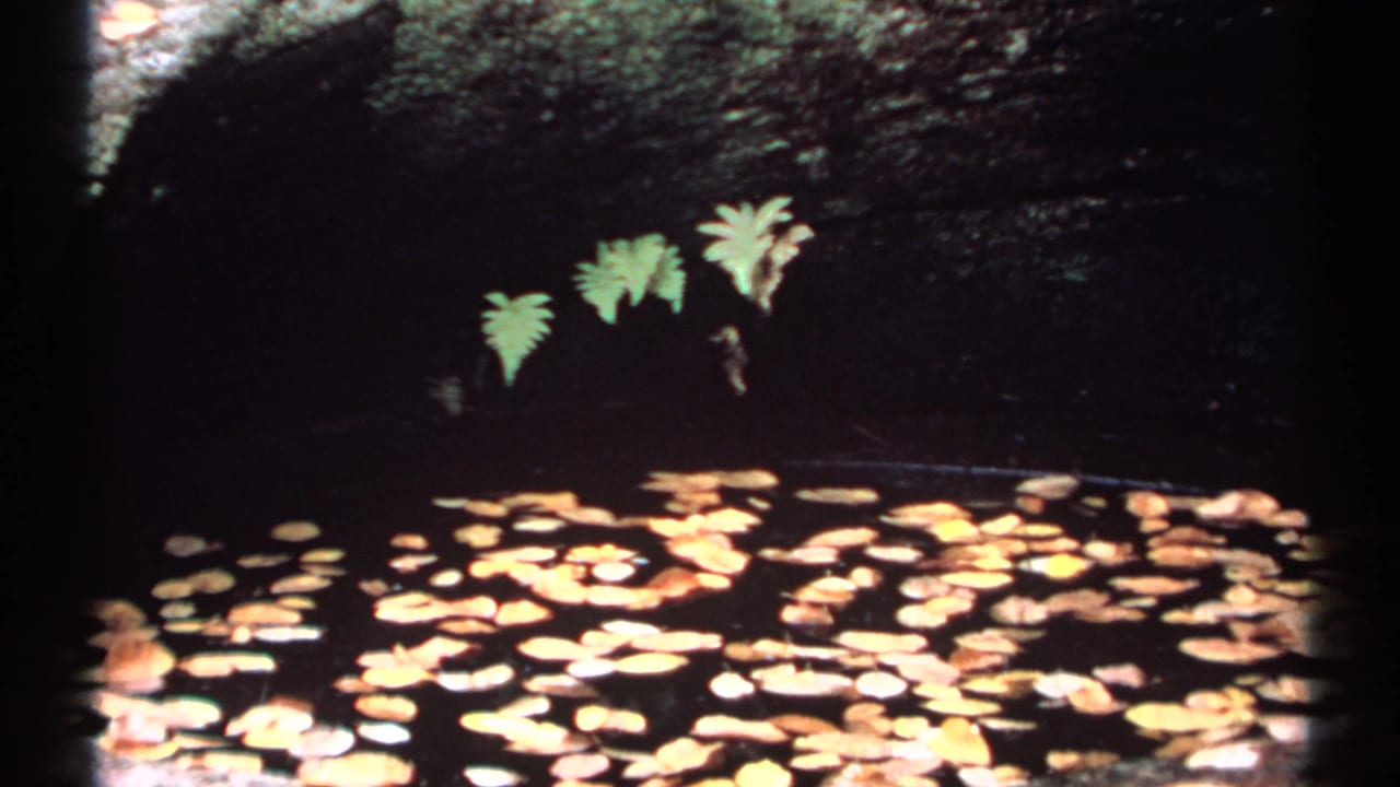 Floating leaves on dark water below ferns and a rocky edge.