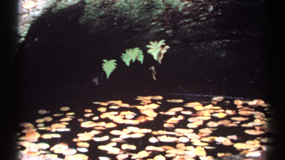 1971 New Hampshire 8mm frame with a cluster of yellow leaves on still water, backed by dark stone and small ferns.