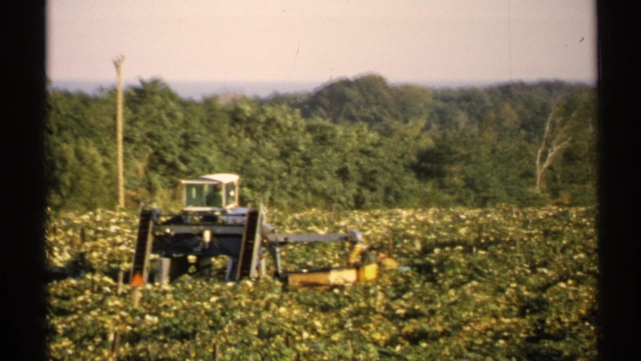 Large tractor positioned in a green cultivated field with a treeline and pale sky behind it.