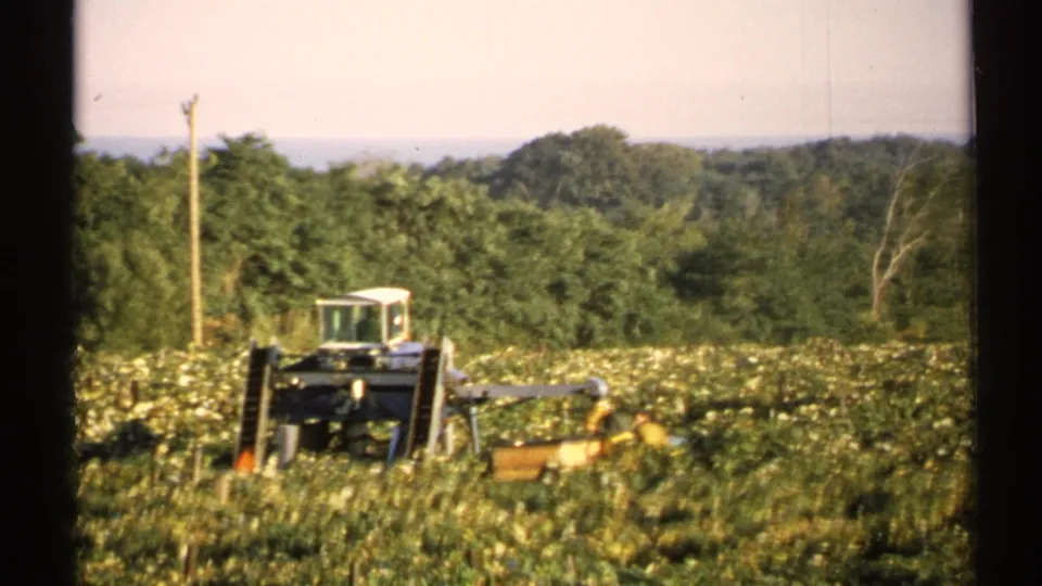1971 New York field view with a large tractor moving through dense green crop rows, backed by trees, a utility pole, and distant hills.