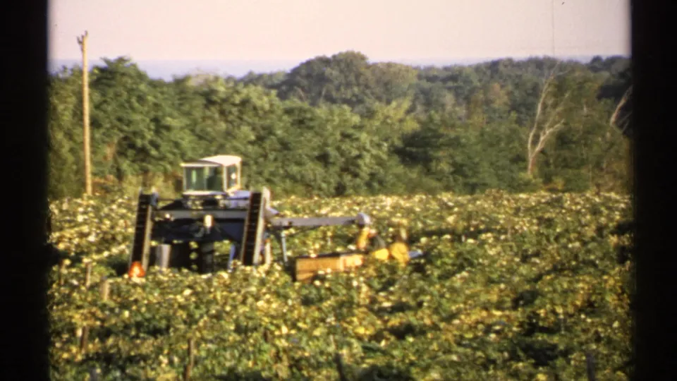 Large tractor with attached field equipment works through cultivated green crops in New York, seen in soft 8mm color with wooded background.