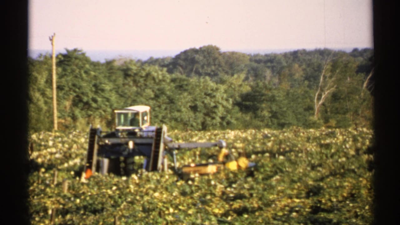Large harvester moving through a low crop field with trees and a utility pole behind it.