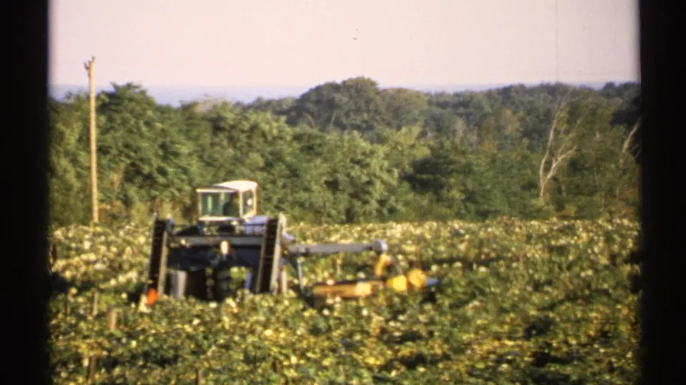 1971 New York 8mm frame showing a large farm harvester in a dense low crop field with a tree line and utility pole in the background.