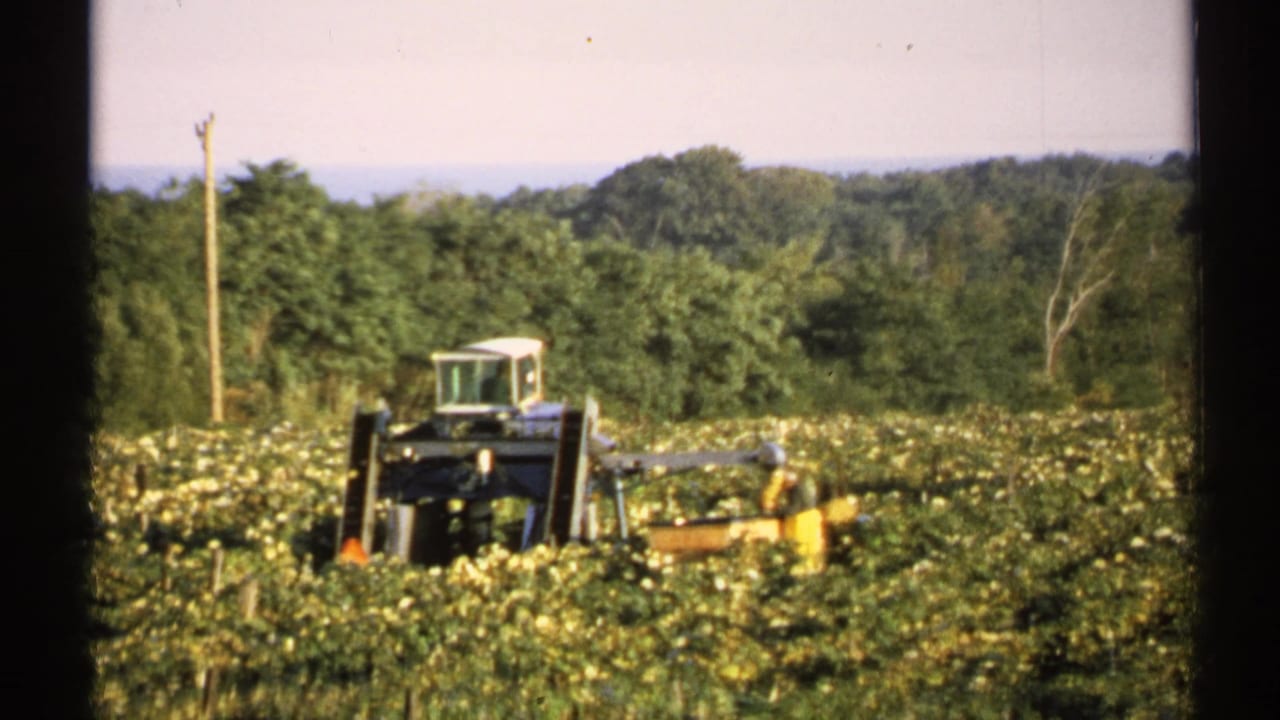 Distant harvester in a field of low crops, framed by dark film borders and trees.
