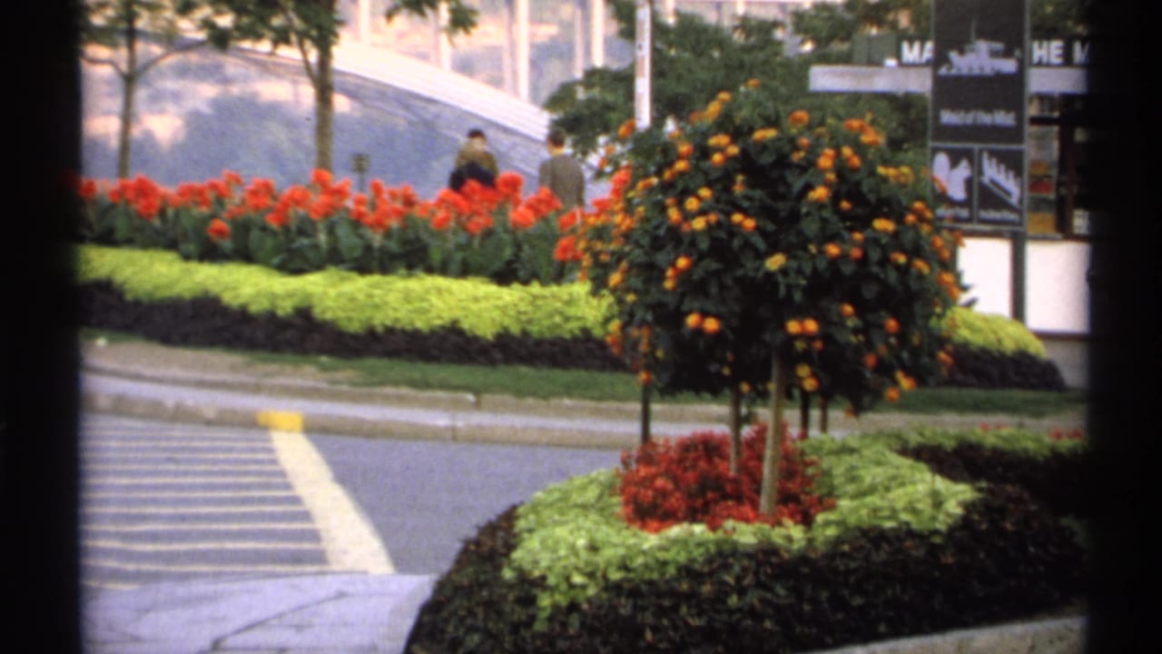 Flower beds and a small tree beside a striped crossing, with pedestrians and partial signage behind.