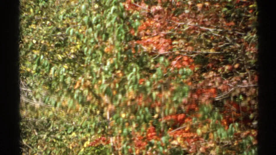1971 New York 8mm close roadside view of dense autumn leaves and green shrubs, with motion blur and a dark vertical edge.