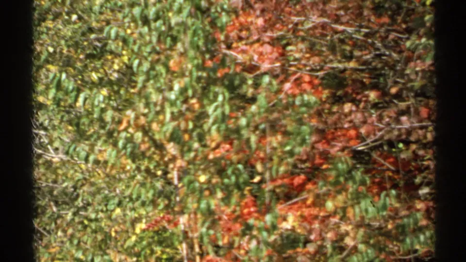 1971 New York 8mm frame of dense fall foliage, with green leaves, red-orange branches, and soft home-movie blur.