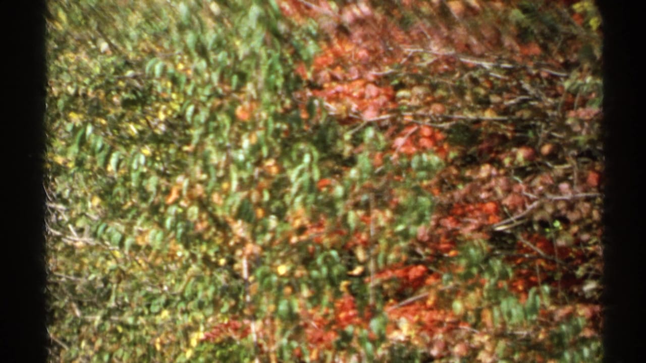 Autumn foliage seen through dark film-frame edges.