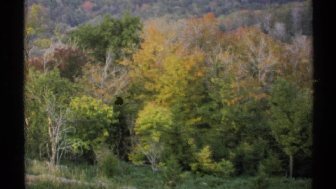 Autumn hillside with dense trees in green, yellow, and orange foliage.