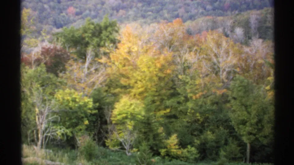 1971 New York 8mm frame showing dense fall foliage across a wooded slope, with yellows and greens dominating the view.