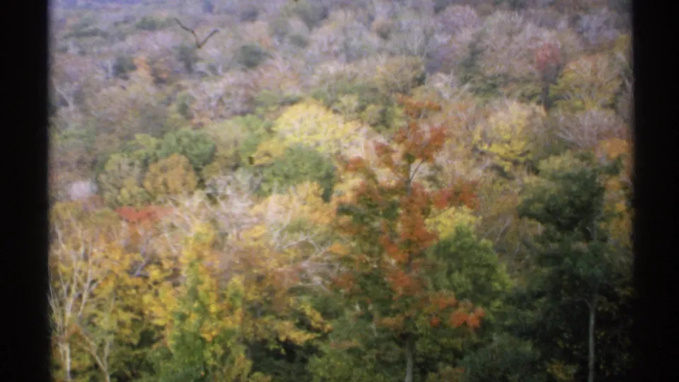 1971 New York autumn hillside with mixed yellow, red, and green trees seen in a vintage 8mm frame.