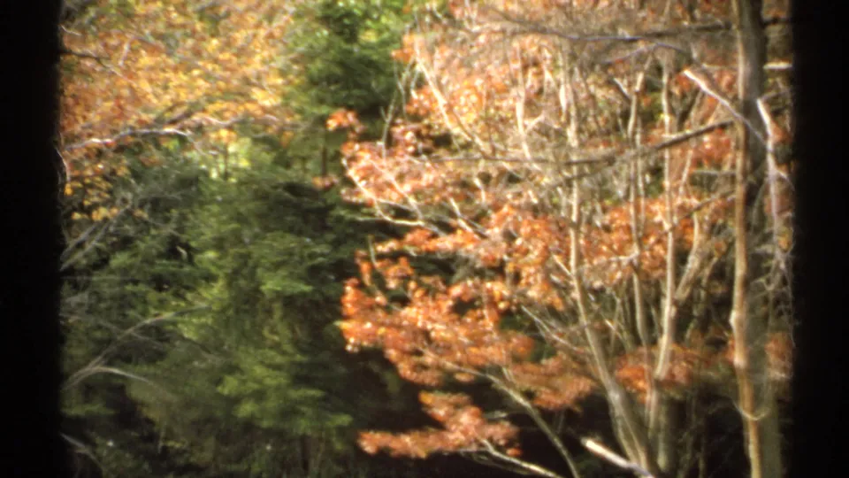 1971 New York forest view with orange fall leaves, evergreen branches, and bare limbs in soft 8mm color.
