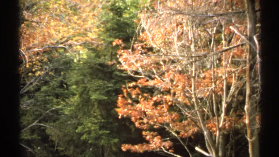 Handheld 1971 New York 8mm frame showing dense autumn foliage, evergreen needles, and pale bare branches.