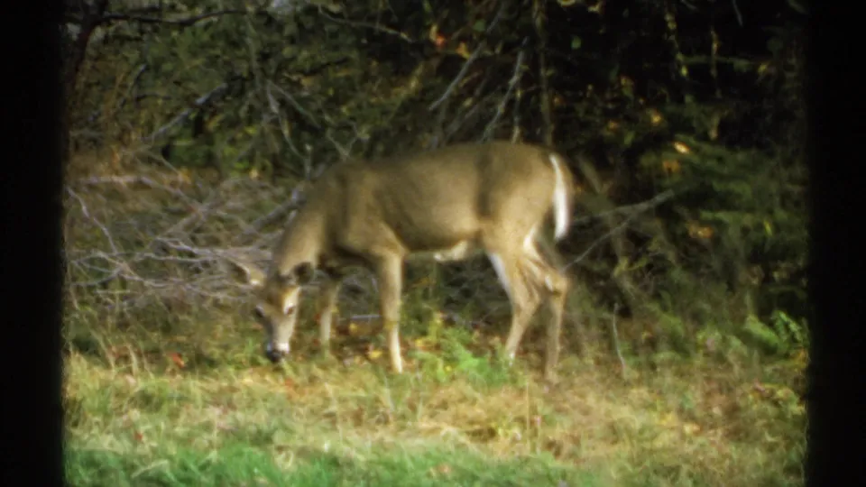 A white-tailed deer grazes with its head lowered in a shaded New York woodland clearing on soft 8mm home-movie film.