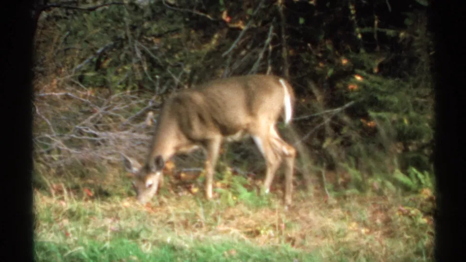 A deer stands in profile while grazing near brush, grass, and shaded trees in 1971 New York archival home-movie footage.