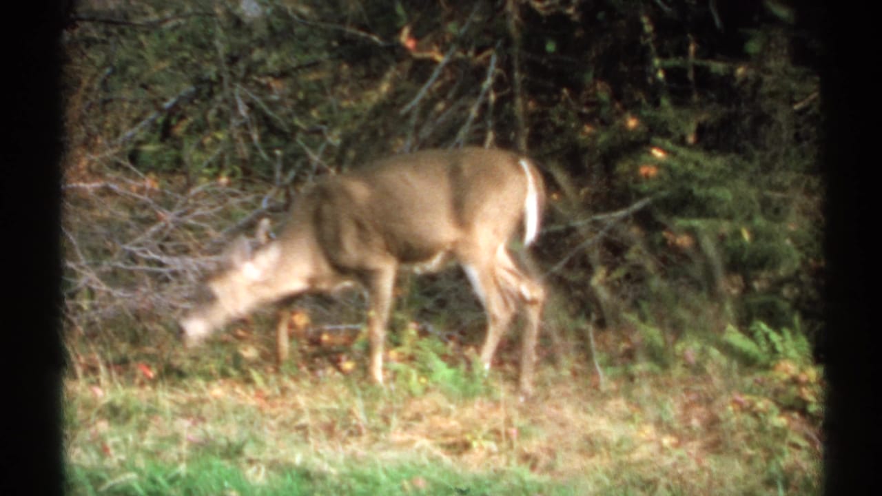 Deer grazing with its head down in a wooded clearing.