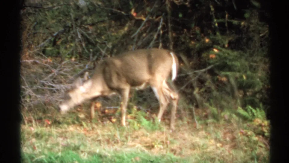 A deer grazes in a sun-dappled New York forest clearing in 1971 8mm home-movie footage.