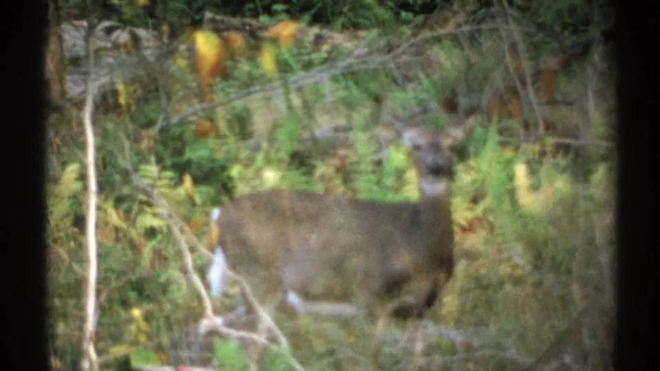 A deer stands alert among brush and ferns in a wooded New York scene from 1971 8mm footage.