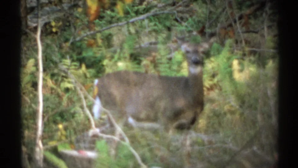 The deer shifts through dense forest undergrowth, partly hidden by leaves and branches in 1971 New York footage.
