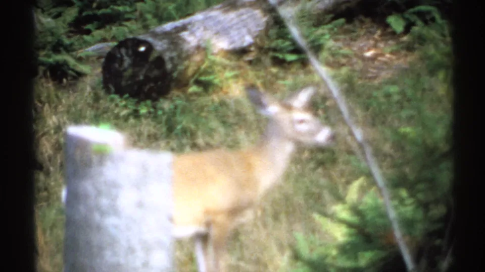 A deer stands near a pale cut stump in a wooded New York clearing, captured on soft 1971 8mm film.
