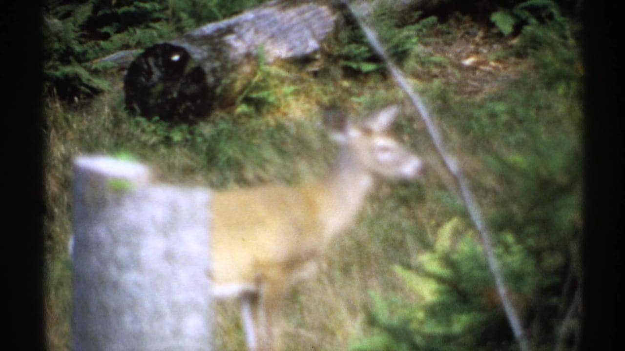 1971 New York 8mm frame showing a deer standing alert in soft focus among forest brush and dappled greenery.