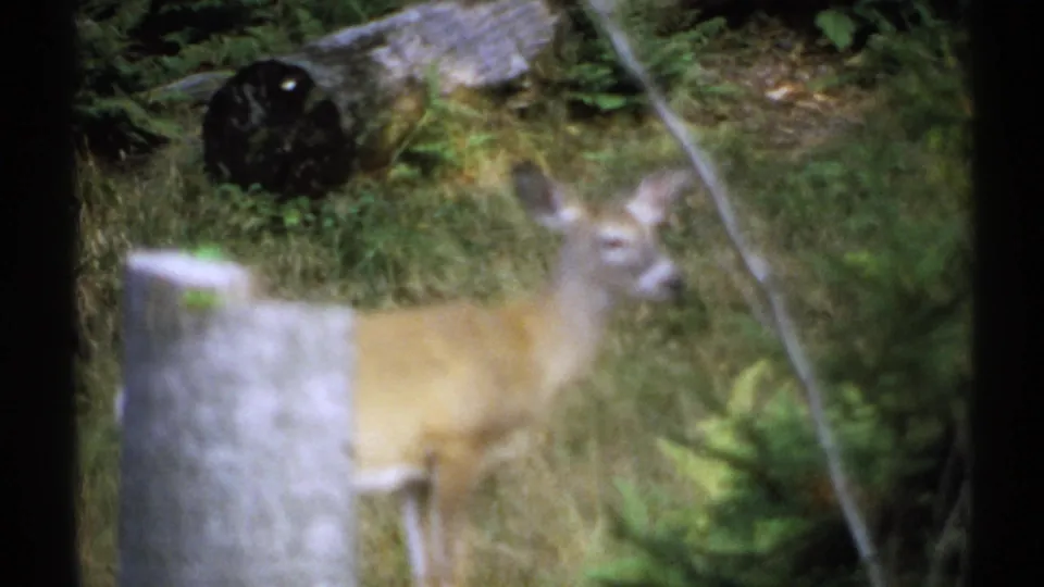 1971 New York 8mm frame with a deer facing the camera through soft focus, surrounded by leaves and woodland debris.