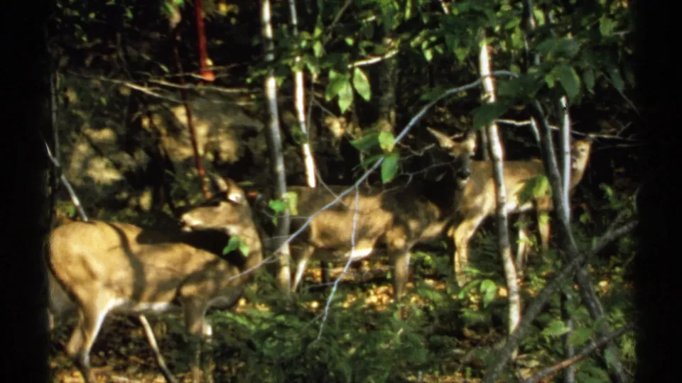 1971 New York 8mm frame showing a small group of deer passing through a wooded area with branches in the foreground.