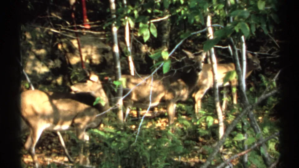 1971 New York 8mm frame showing deer clustered in woodland shade, partly hidden by branches and foliage.