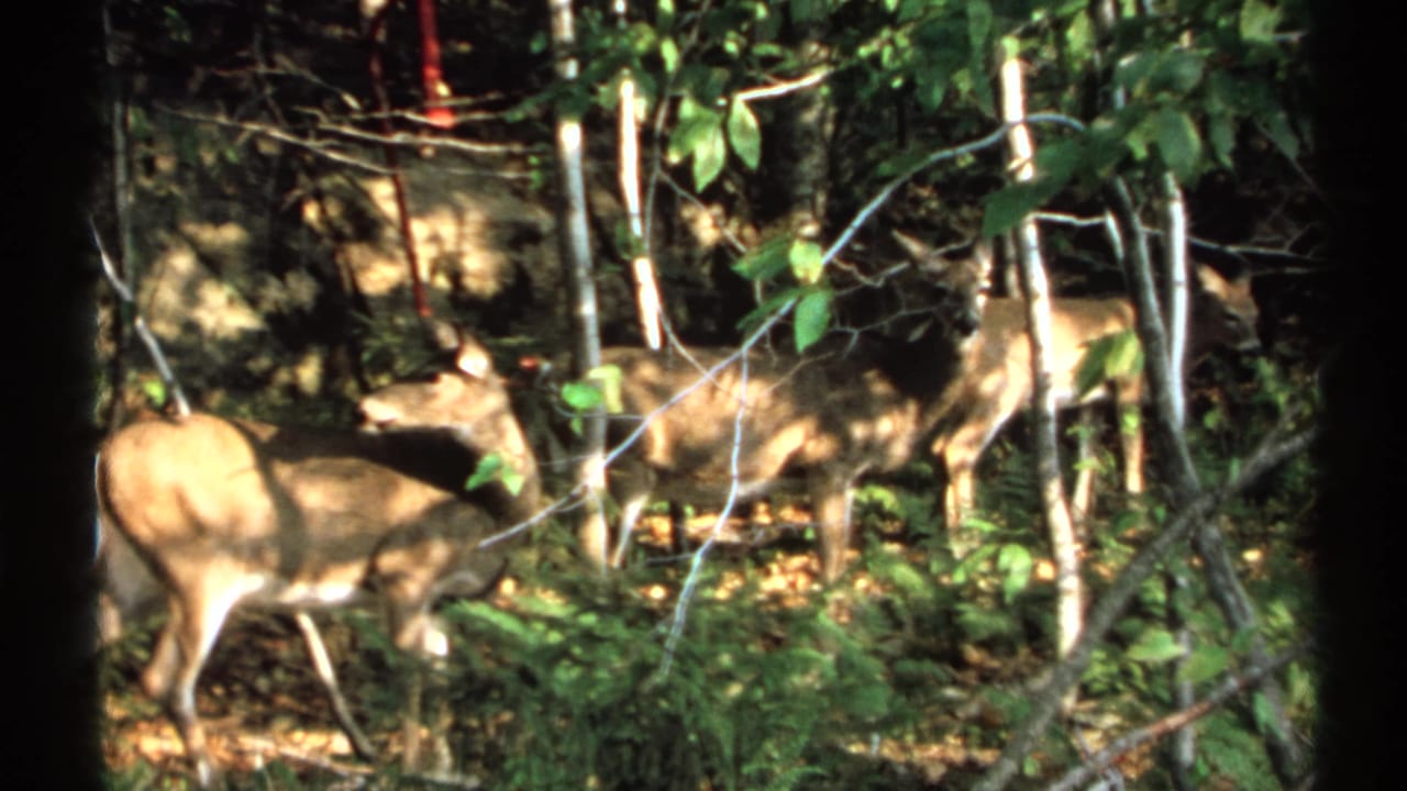 Several deer foraging among trees and brush in dappled sunlight.
