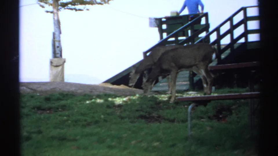 A deer eats near grass and a wooden pier or deck while a person in a blue shirt stands on the platform.