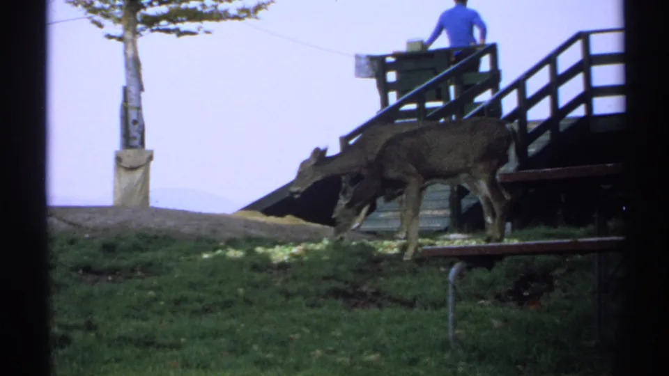 Two deer feed near the edge of a wooden pier or deck, with railing and a distant pale background behind them.