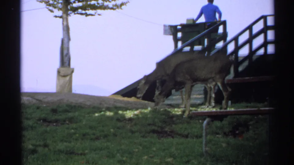 Two deer feed below a wooden pier or deck as a distant person in a blue shirt remains on the platform.
