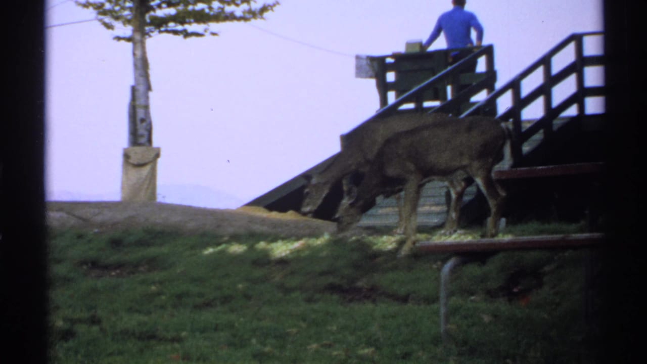1971 New York 8mm frame showing two deer grazing near wooden park steps with a distant man in a blue shirt on the landing.