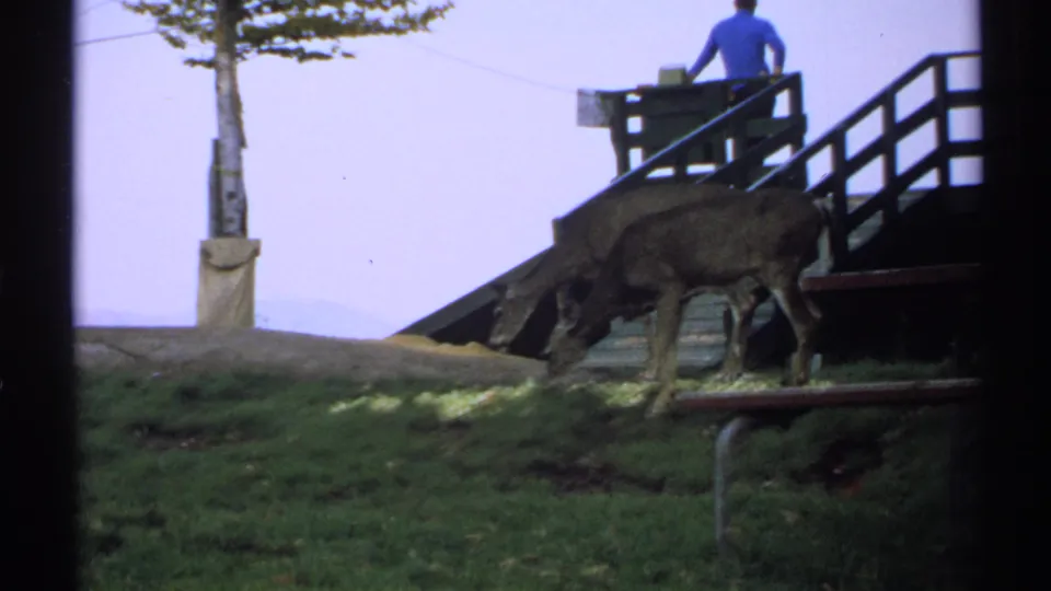 1971 New York 8mm frame showing two deer grazing near wooden park steps with a distant man in a blue shirt on the landing.