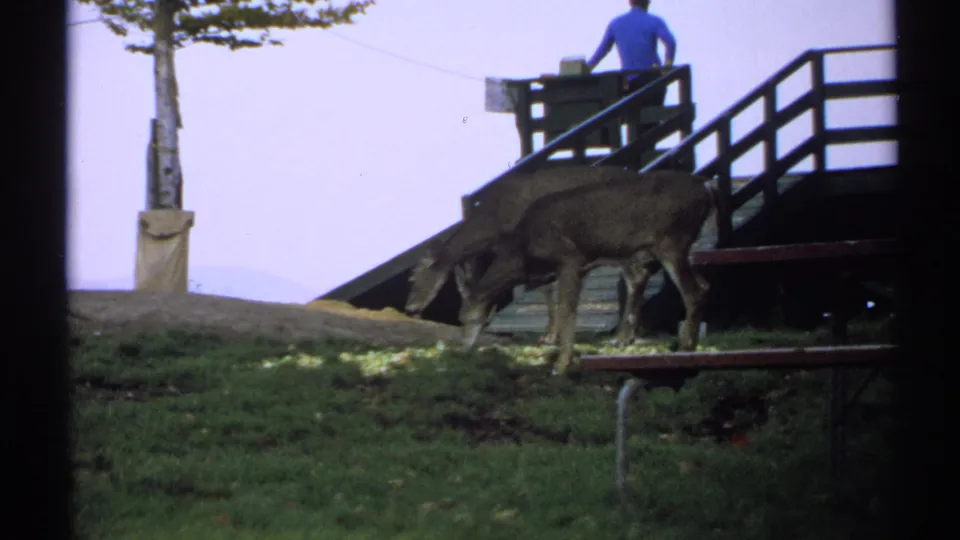 1971 New York home-movie frame of deer feeding beside dark wooden railings while a visitor watches from the steps.