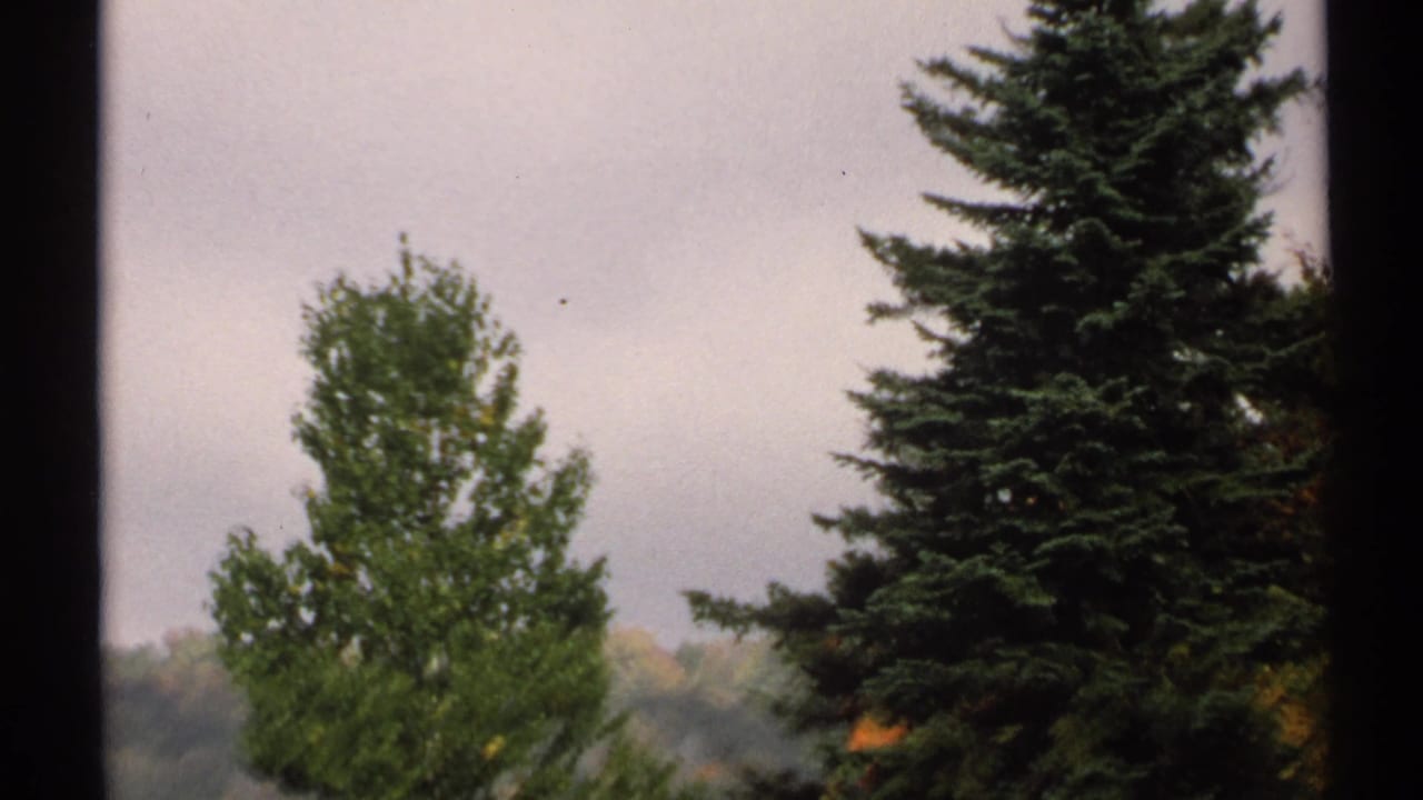 Evergreen and deciduous trees stand under a cloudy sky in 1971 New York home-movie footage.