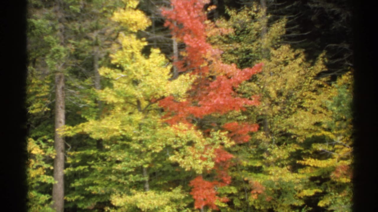 Colorful autumn trees in red, yellow, and green fill the 1971 New York 8mm frame.