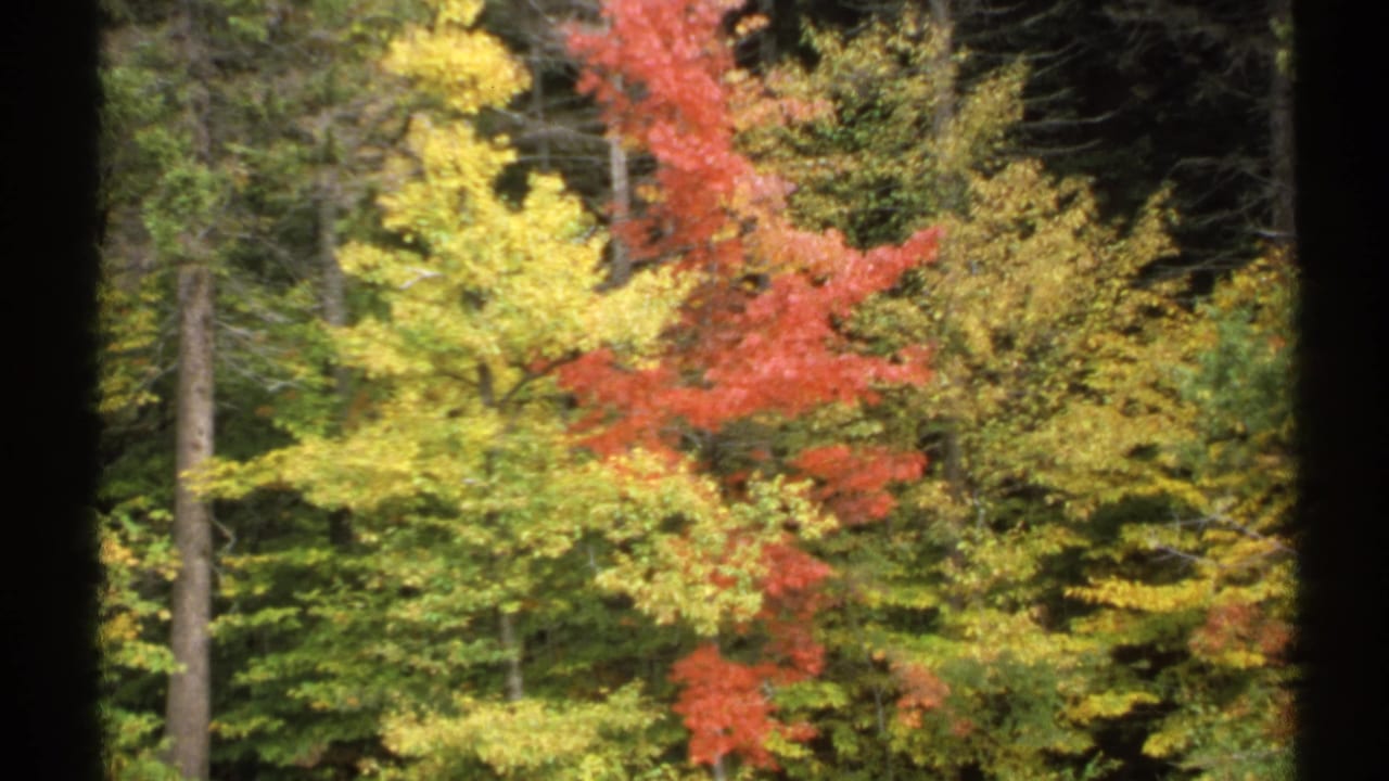 Fall foliage and evergreen trees appear in a soft 1971 New York 8mm landscape frame.