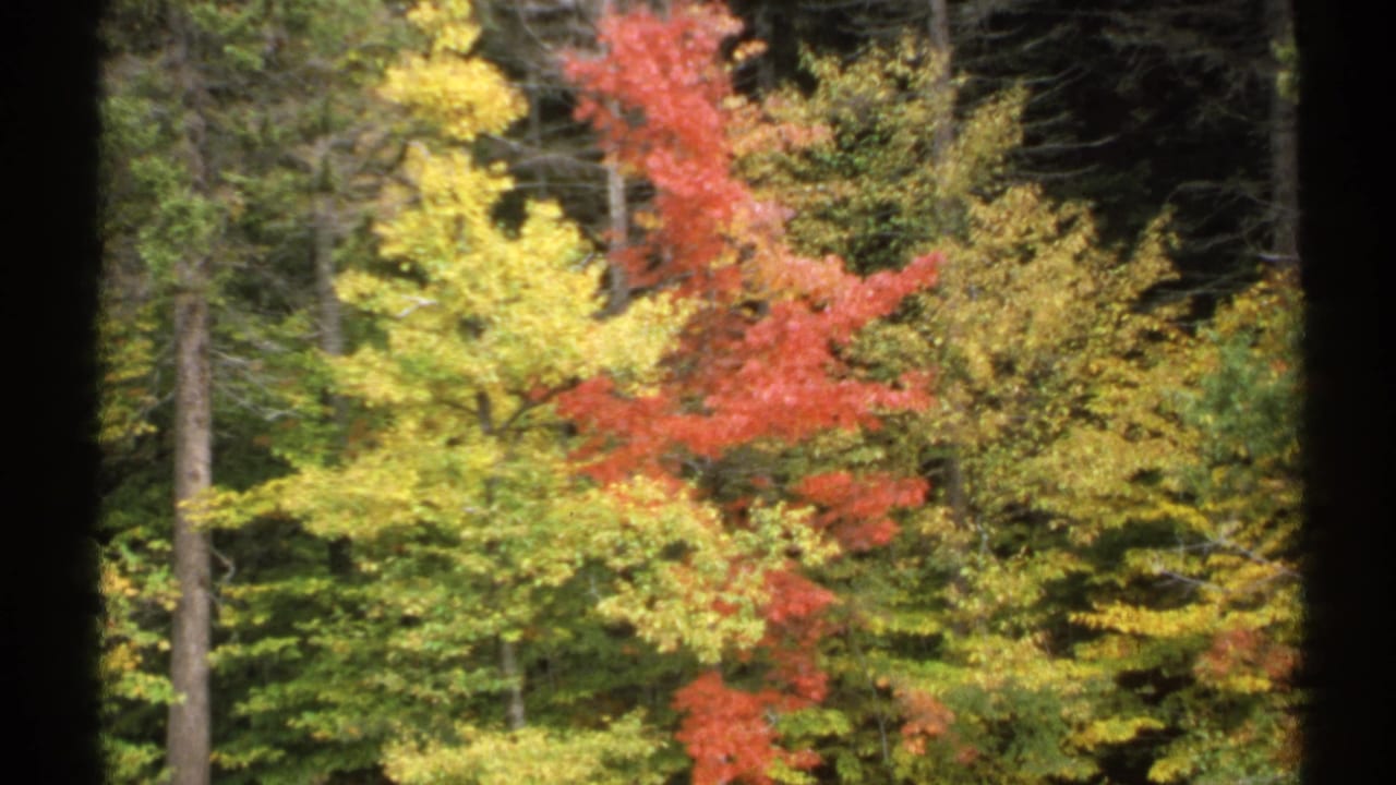 Autumn trees with red, yellow, and green foliage beside a dark forest edge.
