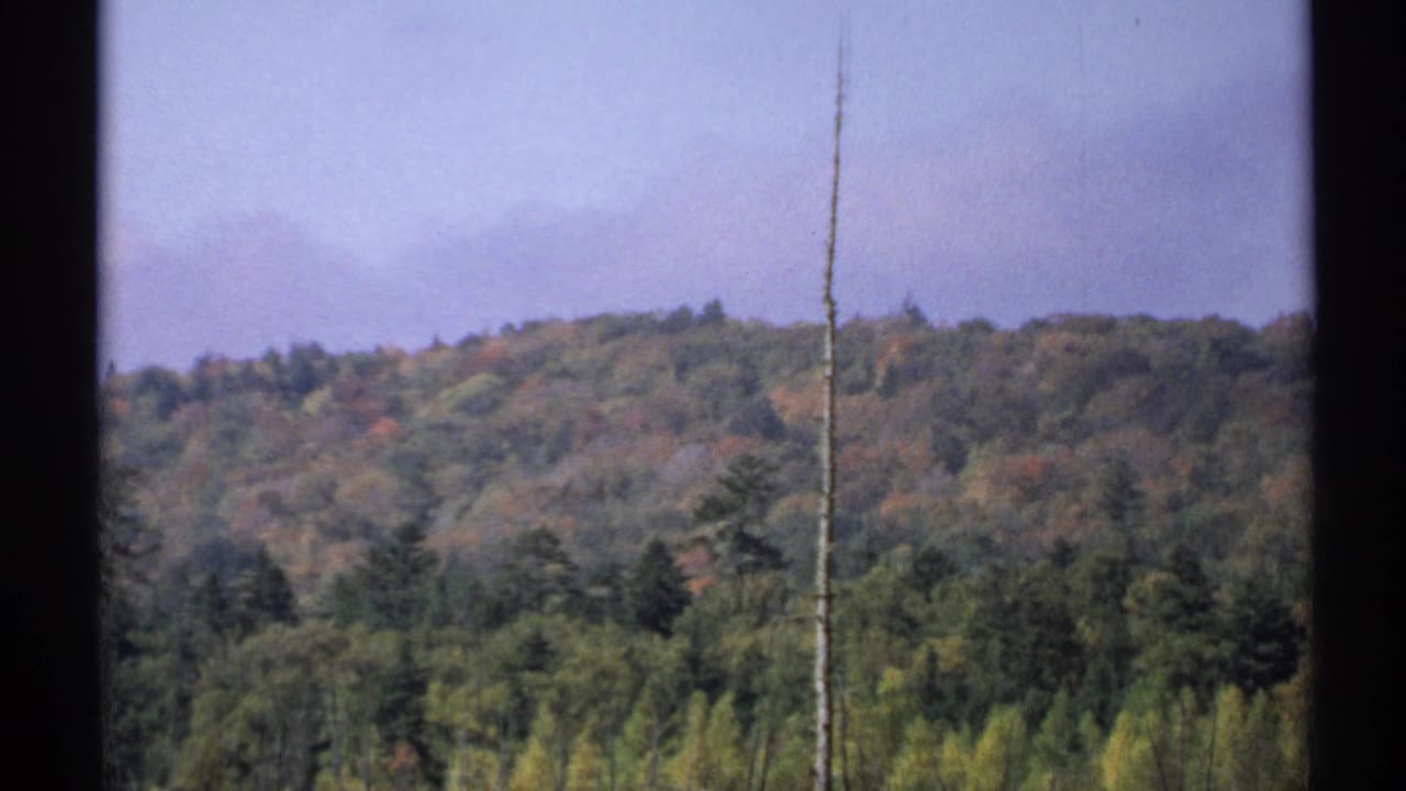1971 New York 8mm frame of forested hills with autumn color, treetops, hazy sky, and a tall bare trunk in the foreground.