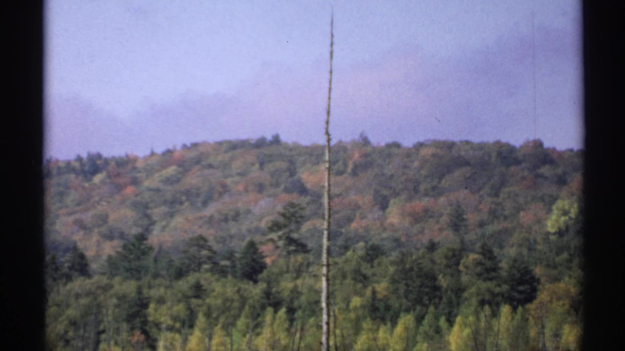 Wooded hills with autumn color and a bare trunk in the foreground.