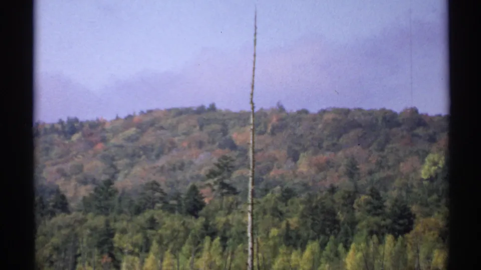 1971 New York 8mm view of wooded hills with mixed fall foliage, evergreens, pale sky, and a dead trunk near the center.