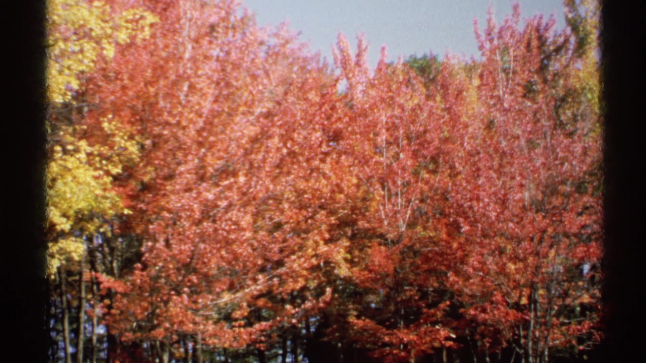 1971 New York 8mm frame of dense autumn trees with red leaves, yellow foliage at left, and dark film borders.