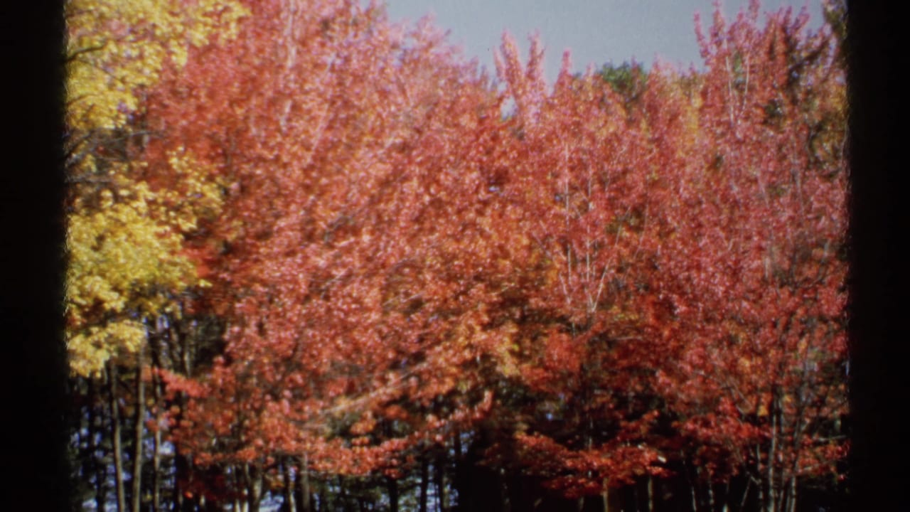 1971 New York 8mm view of red-orange forest canopy, yellow leaves at left, and slender trunks visible through the foliage.