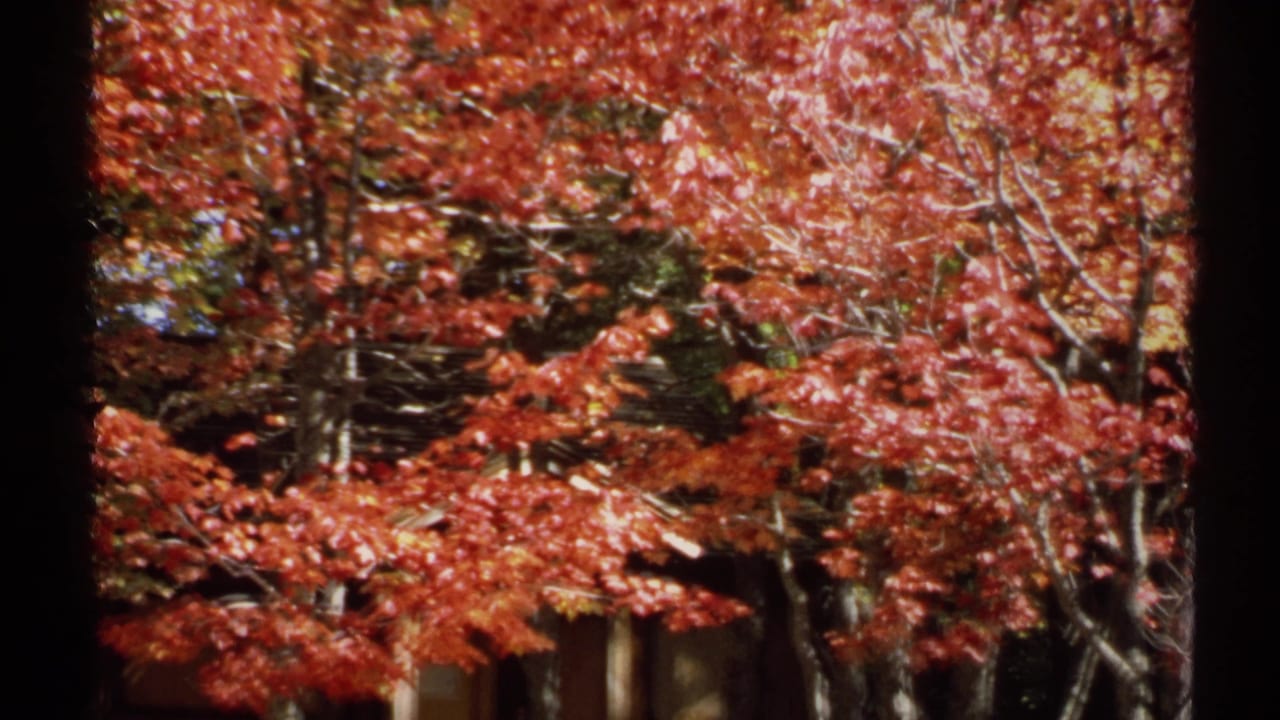 1971 New York 8mm frame with red autumn branches, dark trunks, sunlight on leaves, and a partial structure at the lower edge.