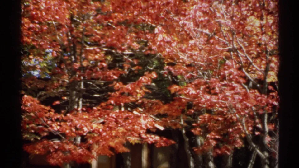 1971 New York 8mm frame with red autumn branches, dark trunks, sunlight on leaves, and a partial structure at the lower edge.