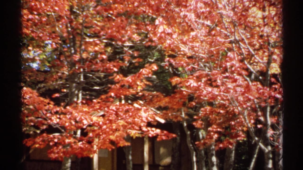 1971 New York 8mm frame showing red and yellow fall foliage, bare branches, tree trunks, and a partial structure near the lower edge.
