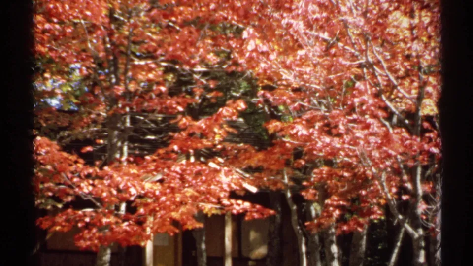 1971 New York 8mm frame showing red and yellow fall foliage, bare branches, tree trunks, and a partial structure near the lower edge.
