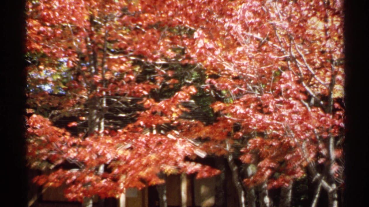 Red autumn trees in front of a rustic wooden structure.